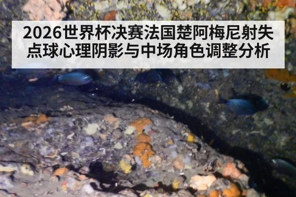 2026世界杯决赛法国楚阿梅尼射失点球心理阴影与中场角色调整分析